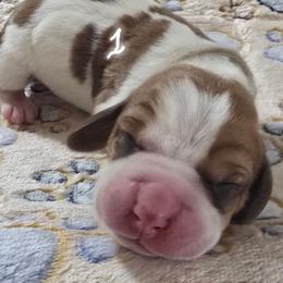 1 Grey collar - Red and white male Basset Hound puppy in Moore, Oklahoma from Boomer Basset Hound Babies