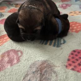German Shepherd Puppies from RED’s German Shepherds