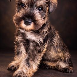 Coco - Salt and pepper male Miniature Schnauzer puppy in Deltona, Florida from LIZ FANCY SCHNAUZERS