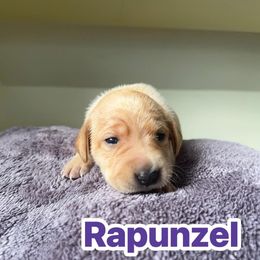 Rapunzel - Yellow female Labrador Retriever puppy in Lucasville, Ohio from Backwoods Labradors