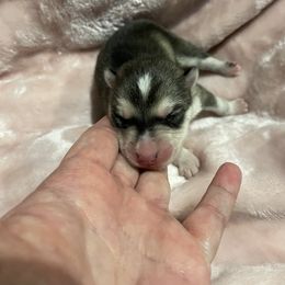 Pomsky Puppies from Stacy’s Playful Pomsky