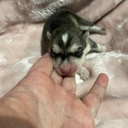 Pomsky Puppies from Stacy’s Playful Pomsky