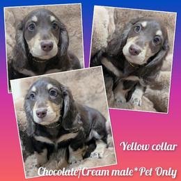 Chocolate chip - Chocolate and cream male Dachshund puppy in Ashford, Alabama from Precious Little Lap Babies