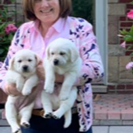 Chihuahua and Labrador Retriever Puppies from Cranbrook Kennels