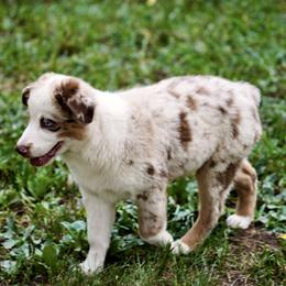 Red Merle Boy - Red merle male Miniature American Shepherd puppy in Fore Store, Virginia from Bugsie's Mini Aussies