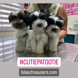 Miniature Schnauzer Puppies from Isla Schnauzers