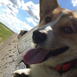Nugget - Pembroke Welsh Corgi