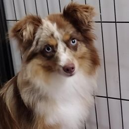 Toy Australian Shepherd puppies from Caprock Mini & Toy Aussies
