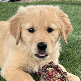 Aussiedoodles, Australian Shepherds, and Golden Retrievers from Swingin T Ranch LLC