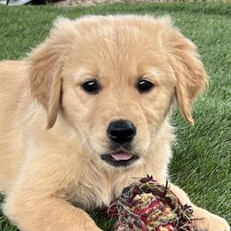 Aussiedoodles, Australian Shepherds, and Golden Retrievers from Swingin T Ranch LLC