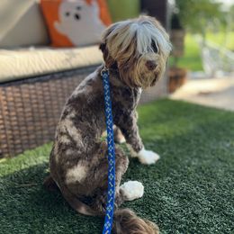 Stix - Australian Labradoodle
