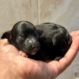 Black - Black female Cockapoo puppy in Palm Beach County, Florida from Benji’s Cockapoos