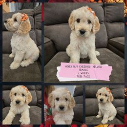 Honey Nut Cheerios - Cream female Goldendoodle puppy in Zanesville, Ohio from Oodles of Doodles & Poos