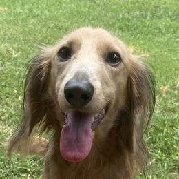 Andrew - Dachshund
