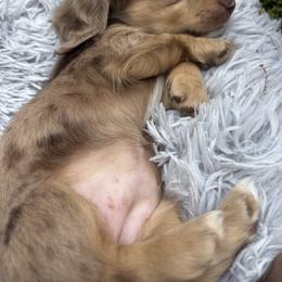 Dachshund Puppies from Cortney Hart