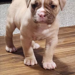 Girl 2 - Lilac tri-color female Bulldog puppy in Washington from Sun City Campeiro Bulldogs
