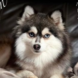 Titan - Pomsky