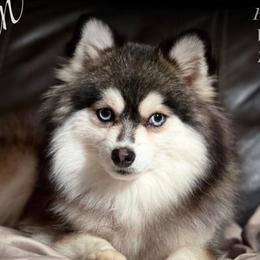 Titan - Pomsky