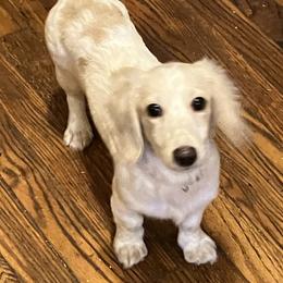 Lily - Dachshund