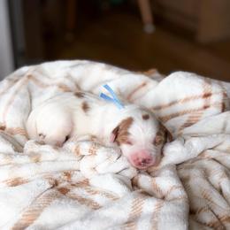 Boone - Parti male Goldendoodle puppy in Southeast Arcadia, Florida from Desoto Doodles