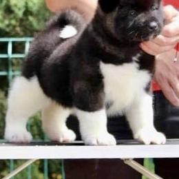 Akita Puppies from Gonza Akitas