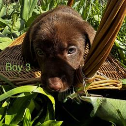 Boy 4 - Chocolate male Labrador Retriever puppy in Lawton, Michigan from DuckAlly Kennel