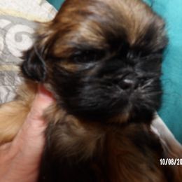 Shih Tzu Puppies from Diamond Mountain Shih Tzus