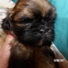 Shih Tzu Puppies from Diamond Mountain Shih Tzus