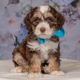 Blue Collar Boy - Tri-color male Australian Labradoodle puppy in Statesville, North Carolina from Rose Cottage Labradoodles