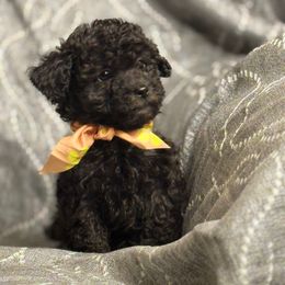 F2082025BC - Black female Maltipoo puppy in Bakersfield, California from Silvia's Maltipoos