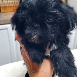 Happy - Black and white female Shih Tzu puppy in Crystal, Michigan from Hill Top shih-tzu