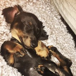 Dachshunds from Sugar Cane Dachshunds