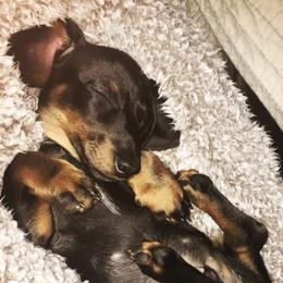 Dachshunds from Sugar Cane Dachshunds