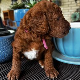 Purple Collar - Female - Chocolate female Goldendoodle puppy in Eunice, Louisiana from Maison De Pawz