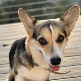 Foxie - Pembroke Welsh Corgi