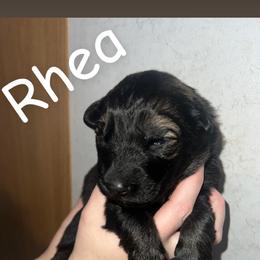 Rhae  pink collar - Sable female German Shepherd puppy in Winterport, Maine from Vom Stevens Old Fashioned German Shepherds