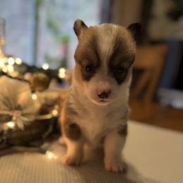 Sable Female - Sable female Pembroke Welsh Corgi puppy in Unicoi, Tennessee from East Tennessee Clark Corgis