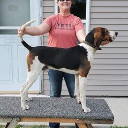 Lars - Treeing Walker Coonhound