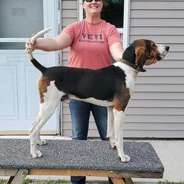 Lars - Treeing Walker Coonhound