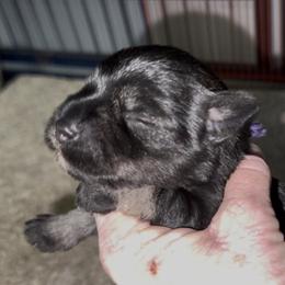 Purple Collar - Black and silver female Miniature Schnauzer puppy in La Fayette, Georgia from Daniels Mini Schnauzers
