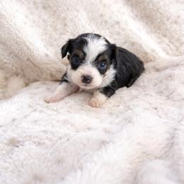 Evie - Black tri-color female Aussiedoodle puppy in Louisville, Mississippi from Kristy’s Kennels