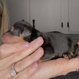 Major - Black and tan male Dachshund puppy in Brandon, Florida from Knights Dachshunds