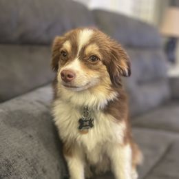 Waylon - Toy Australian Shepherd