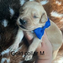 Gold collar - Golden male Golden Retriever puppy in Jesup, Georgia from Painted Platinum Retrievers (Painted Platinum Kennel) PPK