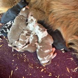 Red Merle Female 2 - 2000 - Red merle female Australian Shepherd puppy in Morristown, Tennessee from Lakeway Farms