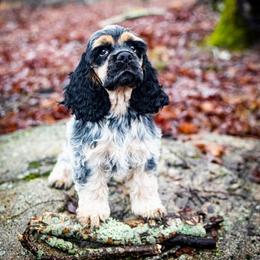 Cocker Spaniel Puppies from WilDen / Whirlwyn