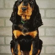 Gordon Setter Puppies from Bravo Gordon Setters