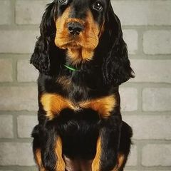 Gordon Setter Puppies from Bravo Gordon Setters