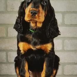 Gordon Setter Puppies from Bravo Gordon Setters