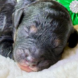 Milky Way - Phantom male Poodle puppy in Lakeland, Florida from Gulfside Poodles